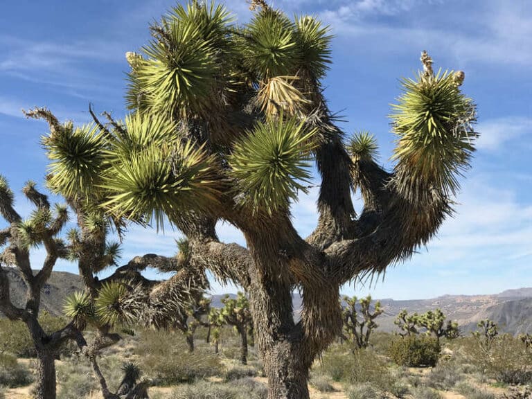 Road Trip to Joshua Tree National Park