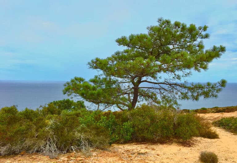 La Jolla & Torrey Pines, San Diego