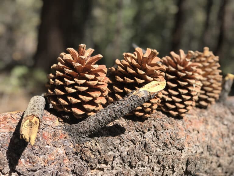Mount Pinos, Frazier Park, California (8000 feet elevation)