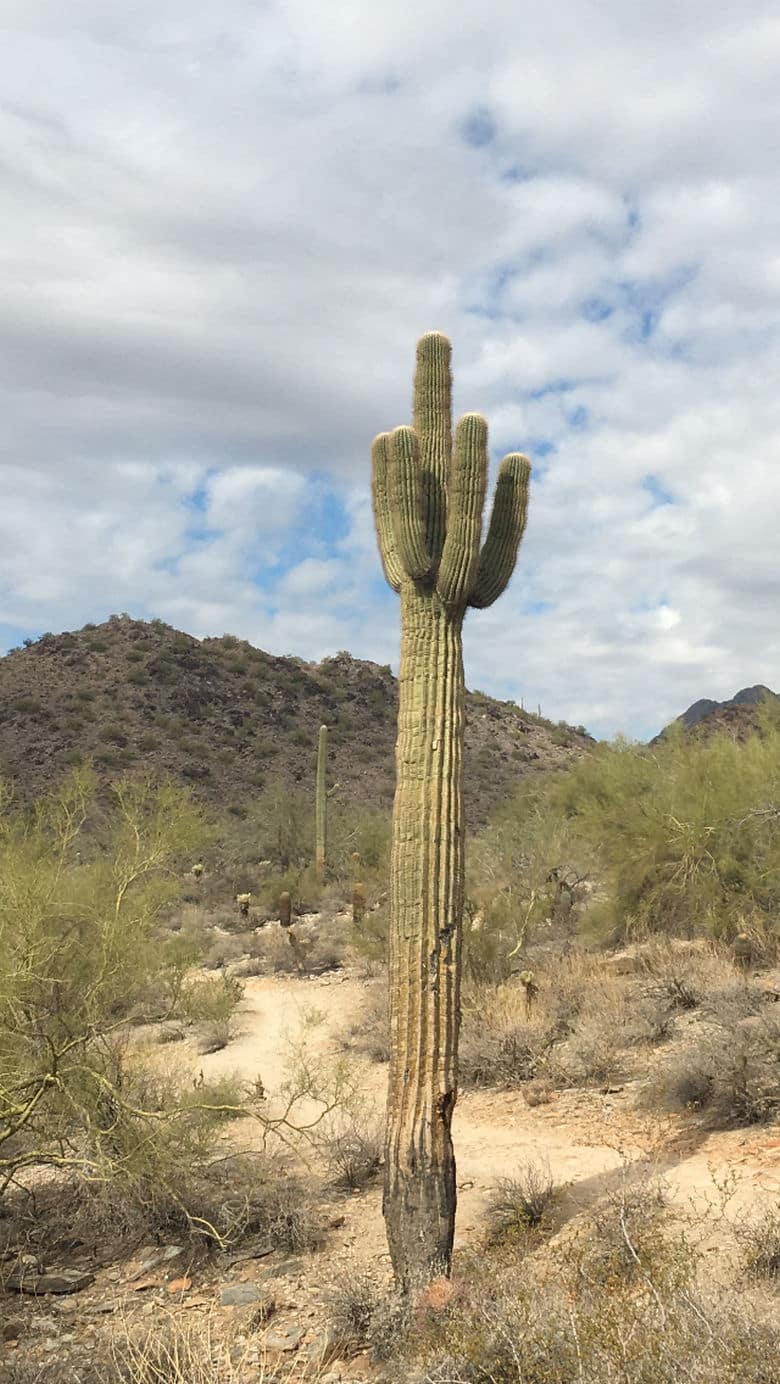 Hiking Through the McDowell Mountains