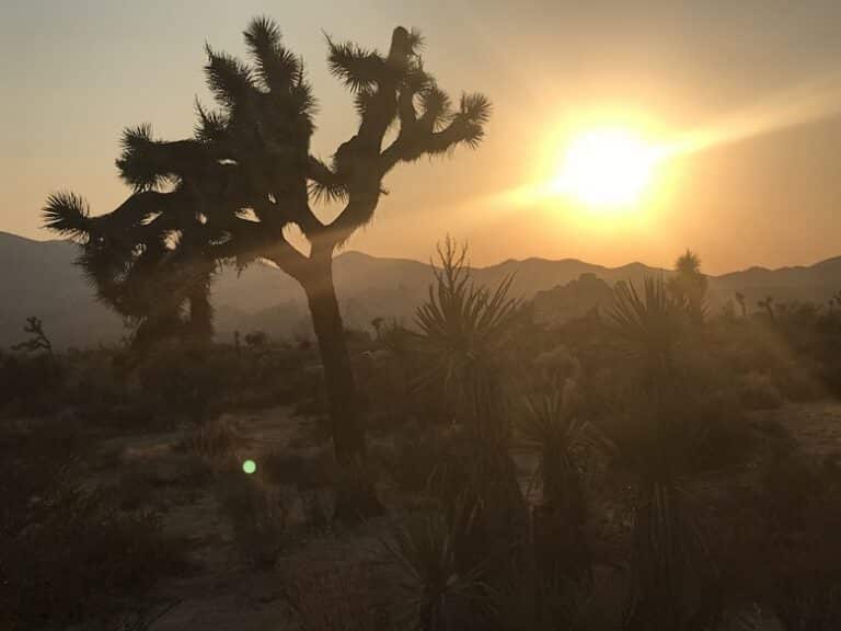 Sunset at Joshua Tree