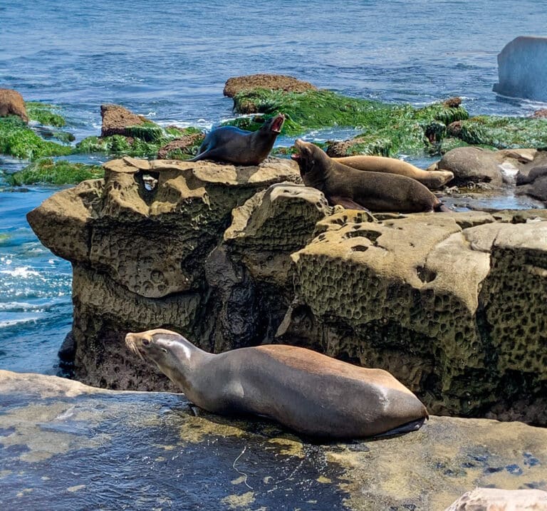 The Real Life of La Jolla
