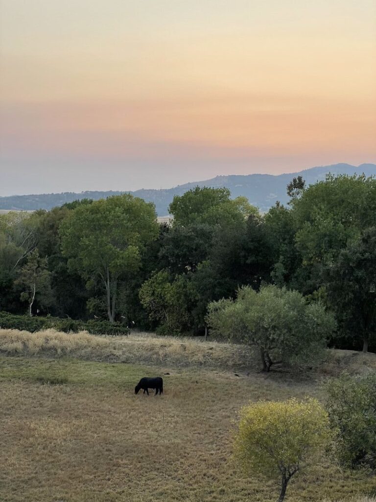 Drink In and Savor Fairfield, California