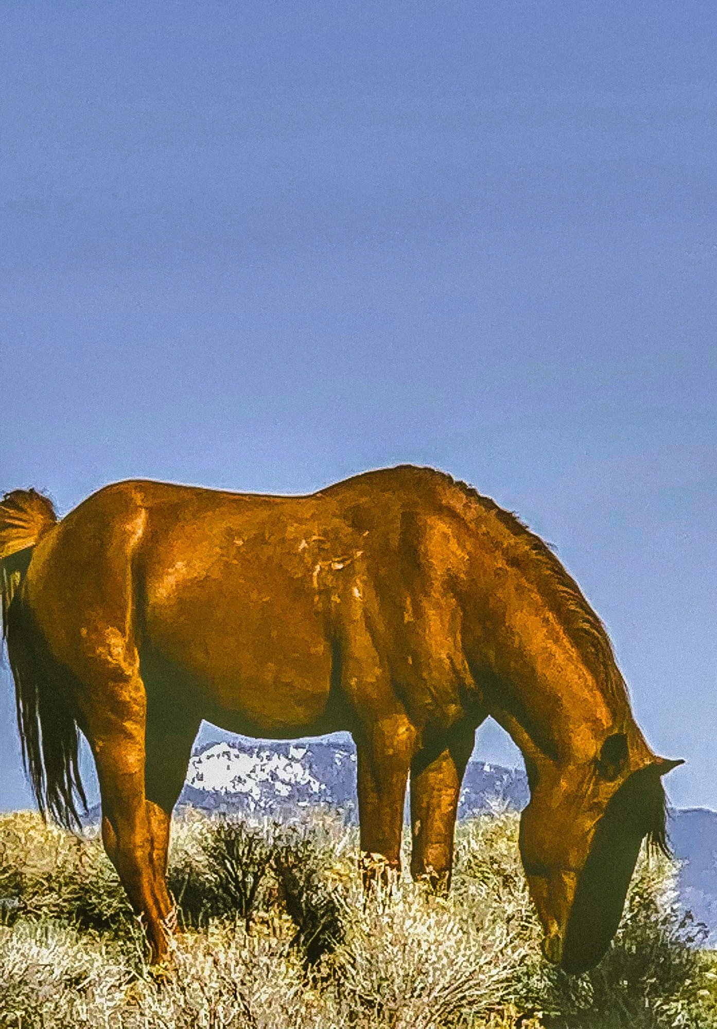 Carson Valley