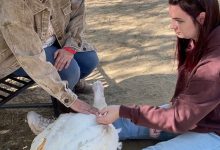 Learning how to pet a turkey