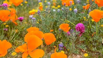 California Poppies Super Bloom Explode After Rain