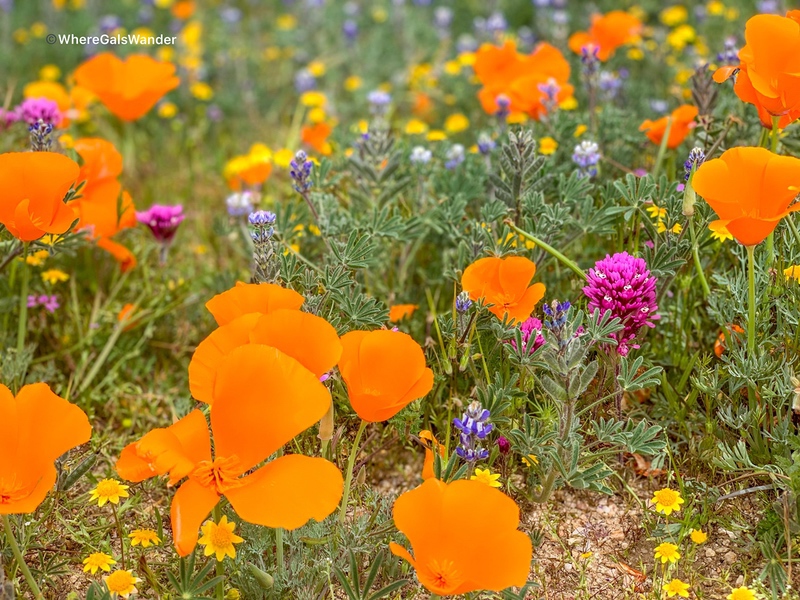California Poppies Super Bloom Explode After Rain