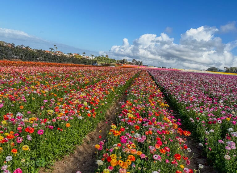Blooming Flower Fields of Carlsbad