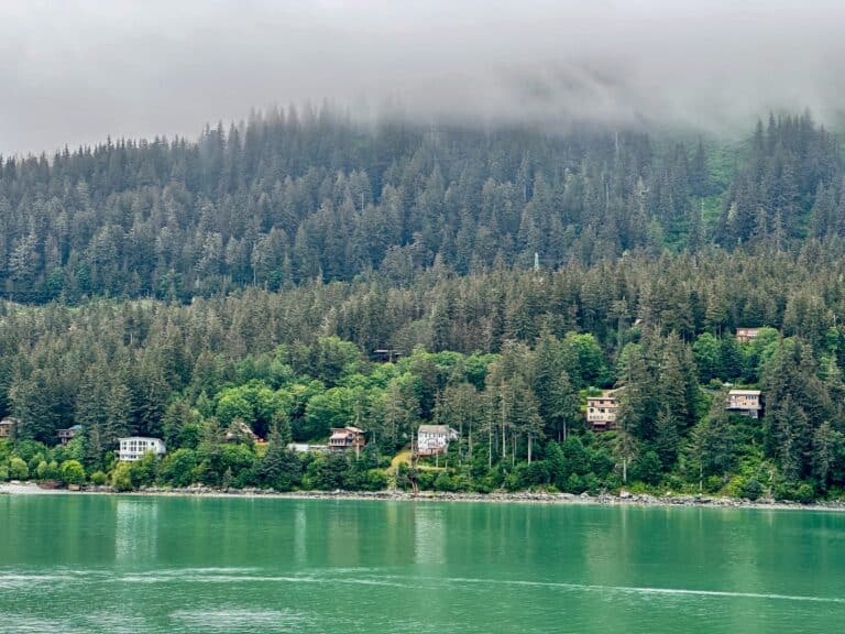 When Bears and Eagles Photobomb in Juneau
