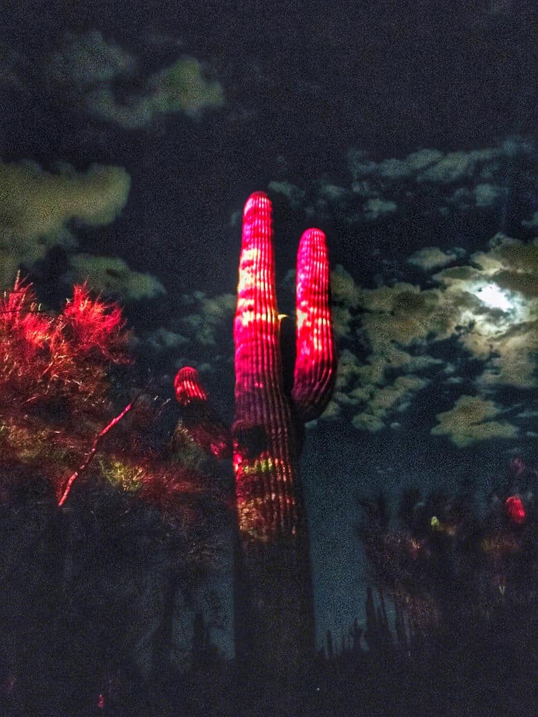 Electric Desert light installation at the Desert Botanical Garden
