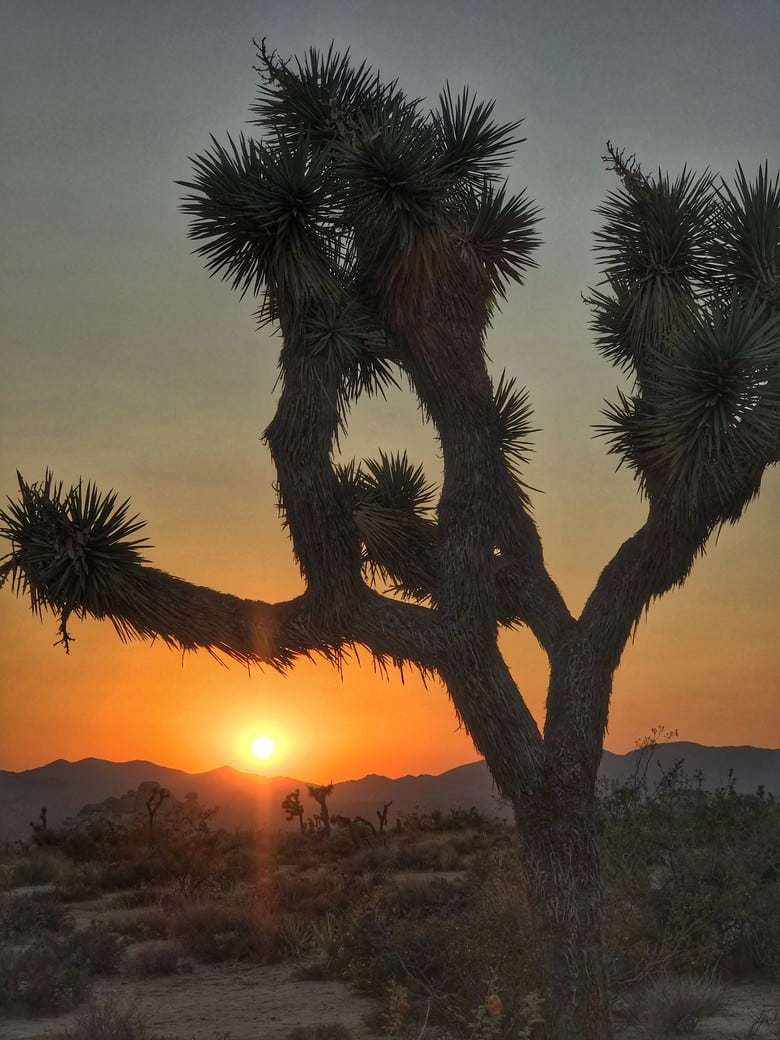 Sunset at Joshua Tree (6)