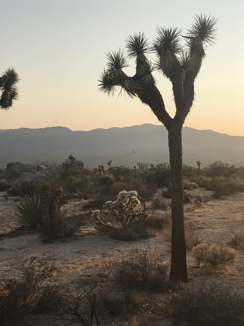 Sunset at Joshua Tree (18)