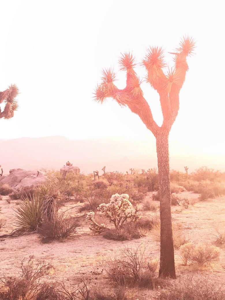 Sunset at Joshua Tree (2)