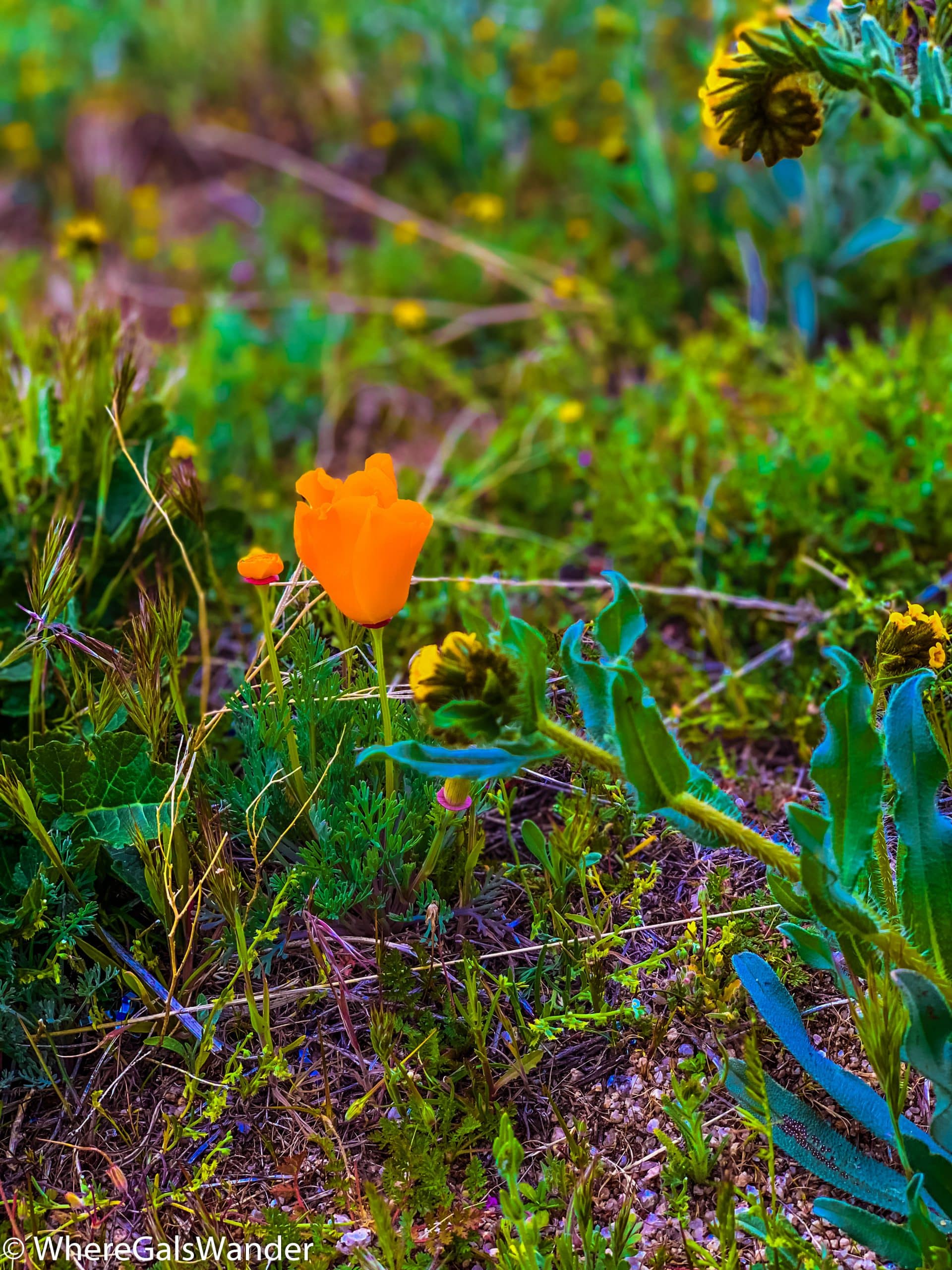 California Poppy fields