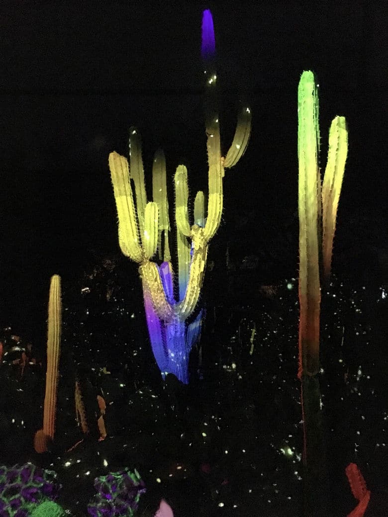 Electric Desert light installation at the Desert Botanical Garden
