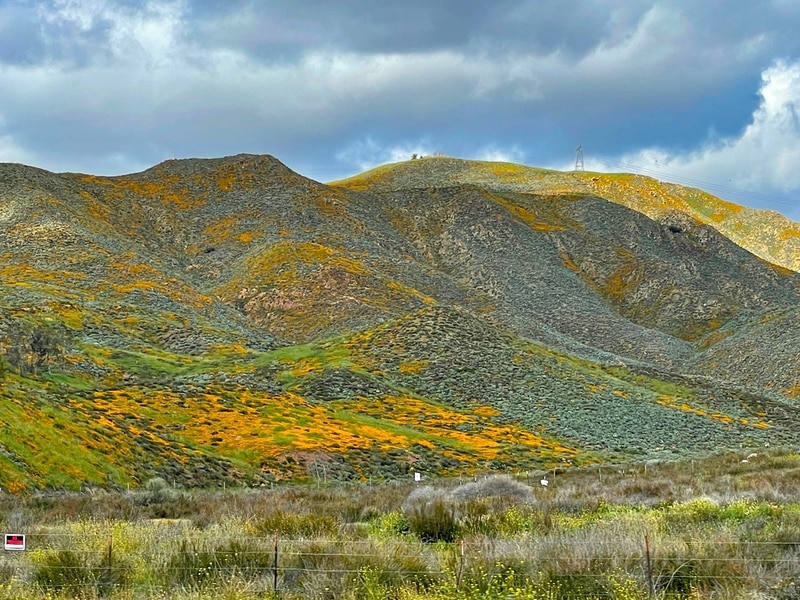 Lake Elsinore Poppies