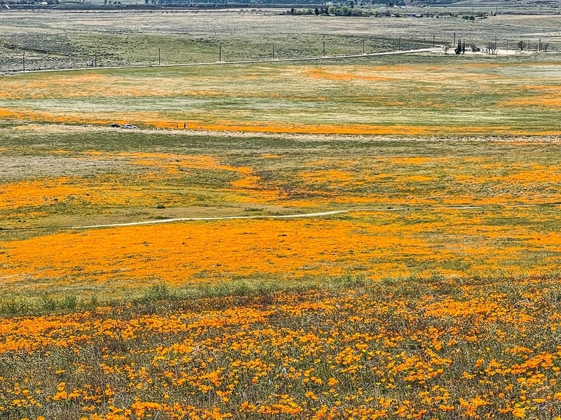 California Poppy Super Blooms