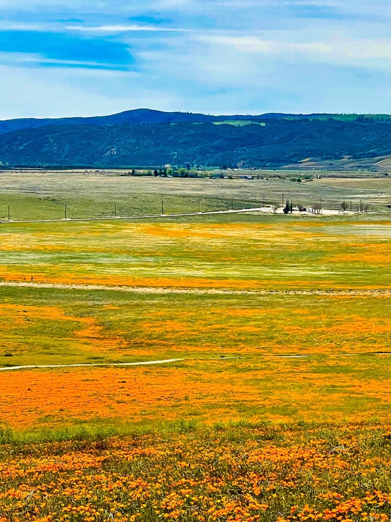 California Poppy Super Blooms