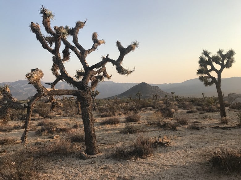 Sunset at Joshua Tree (17)
