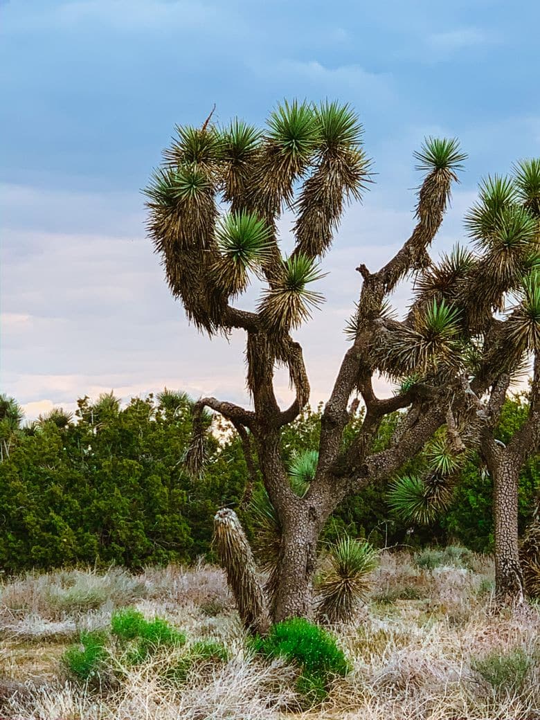 Joshua Trees are another reason why mountains are better than people