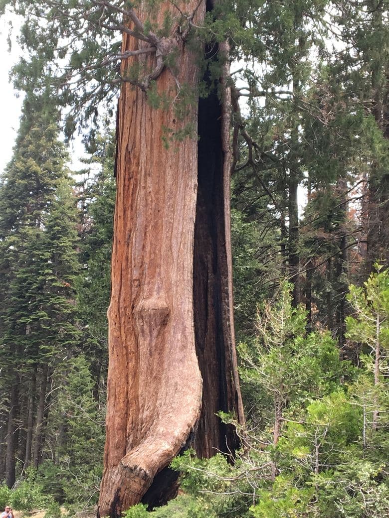 Top 10 National Parks: Sequoia National Park
WhereGalsWander