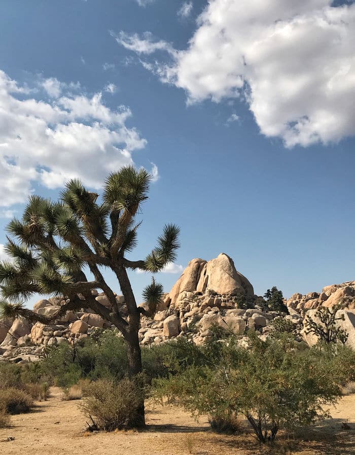 Barker Dam Trail at Joshua Tree National Park