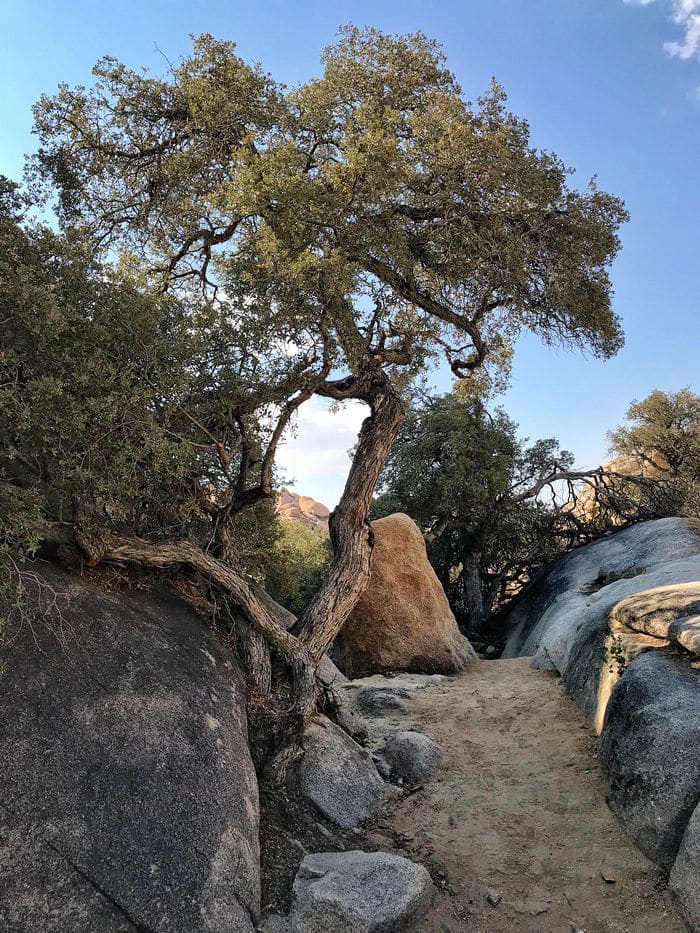 Barker Dam Trail at Joshua Tree National Park