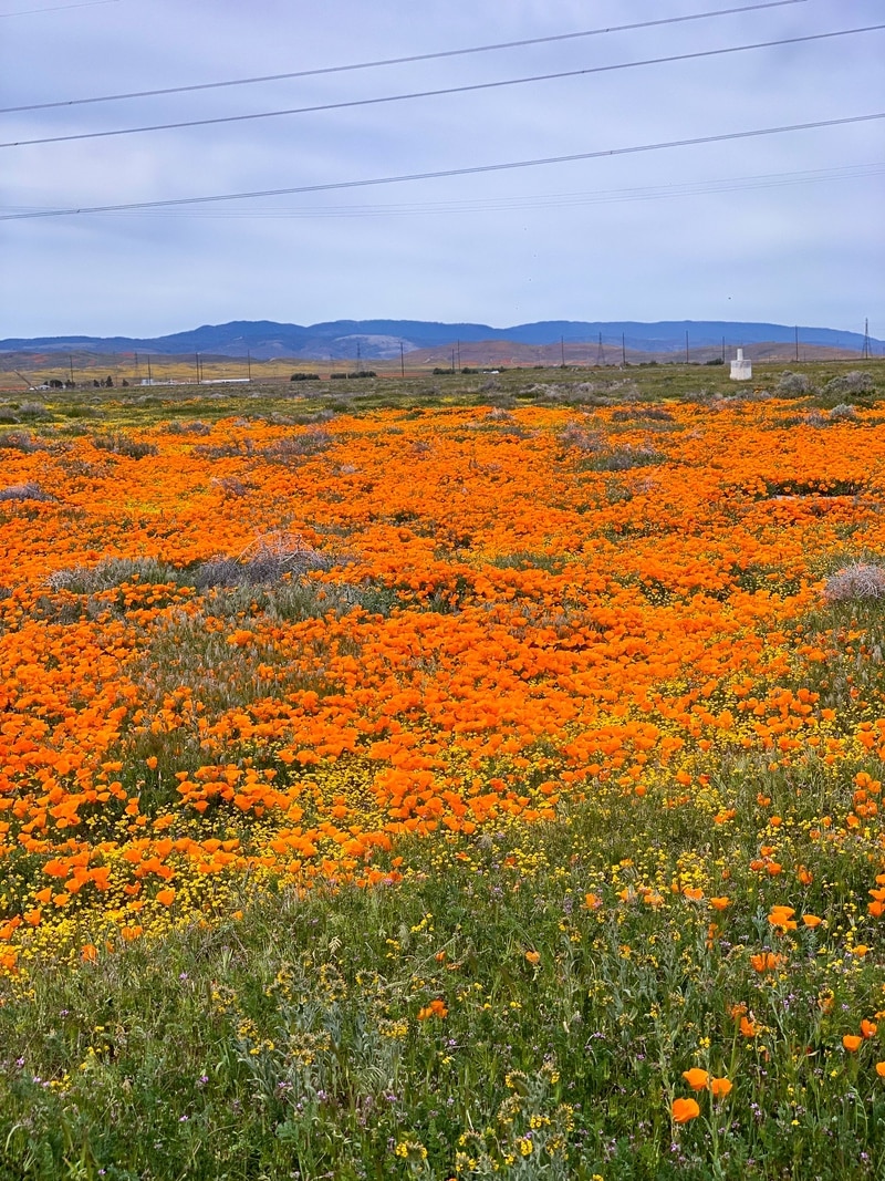 California Poppy Super Bloom 2019