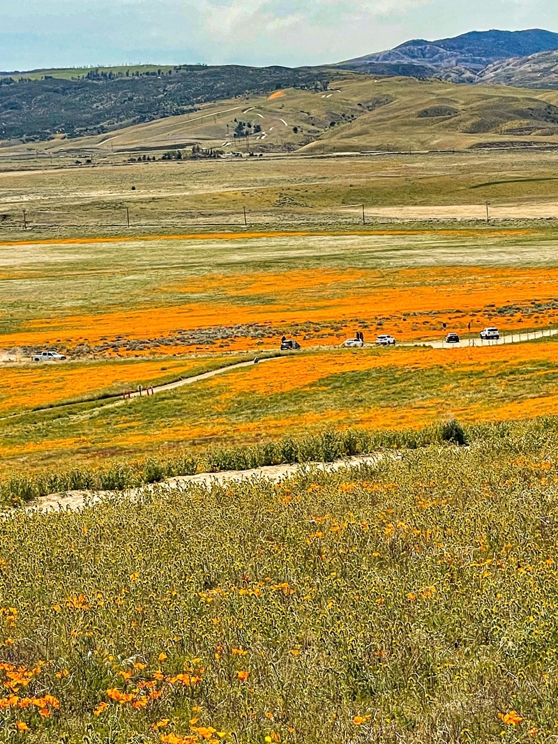 California Poppy Super Blooms