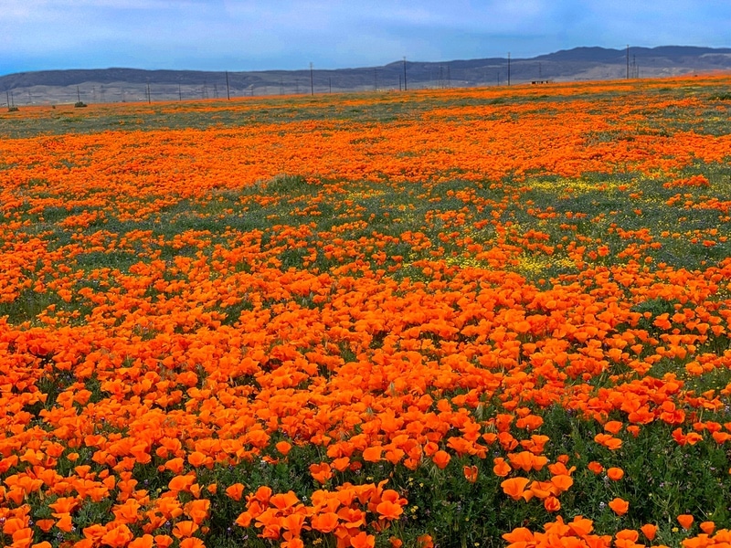 Antelope Poppy reserve