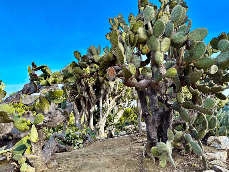 Looking for Trolls in the Deseret Garden at South Coast Botanical Garden