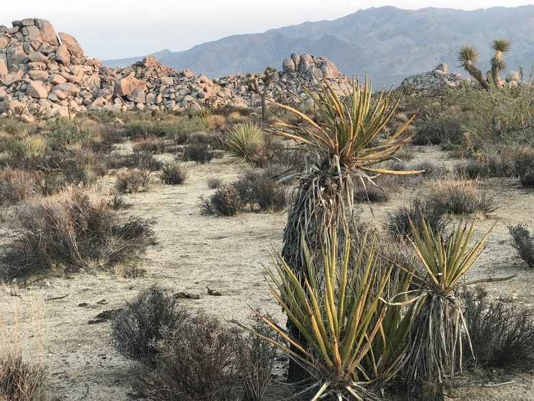Sunset at Joshua Tree (7)