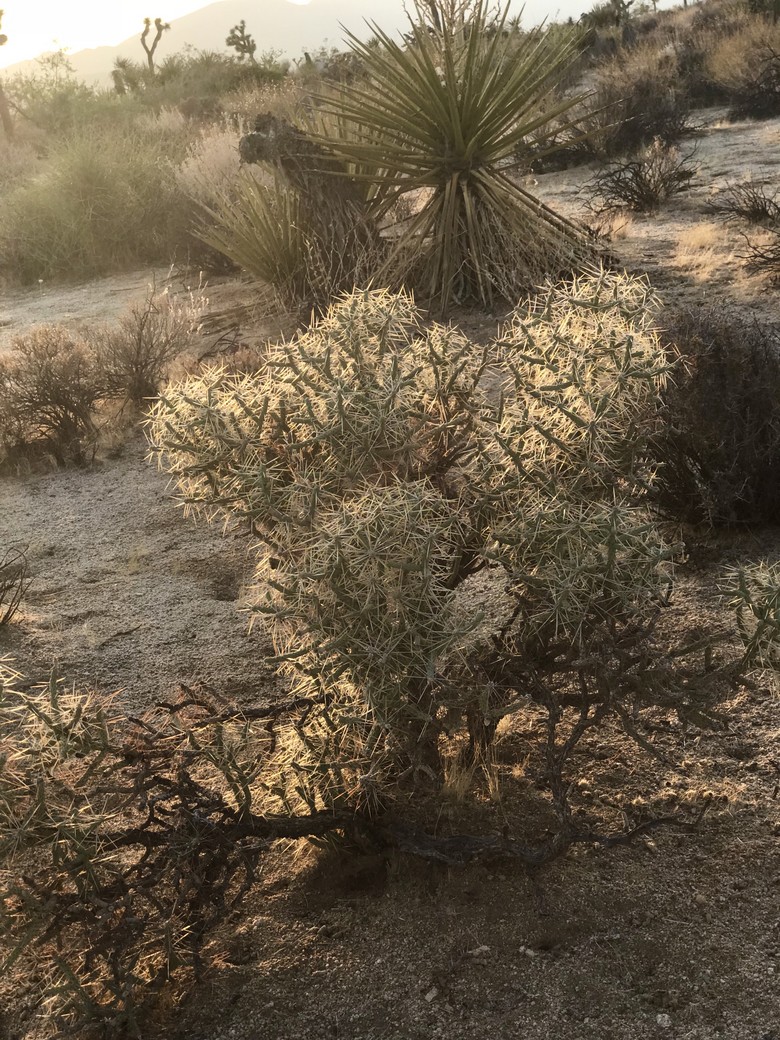 Sunset at Joshua Tree (16)