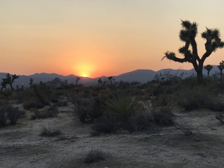 Sunset at Joshua Tree (5)