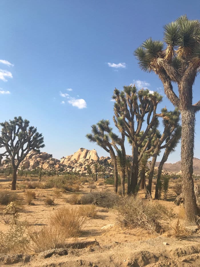 Barker Dam Trail at Joshua Tree National Park