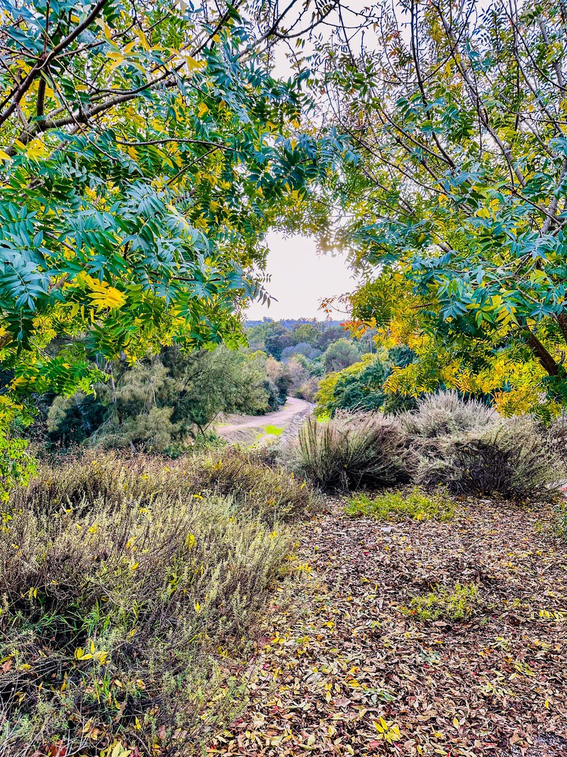 Seeking a troll at the South Coast Botanical Garden