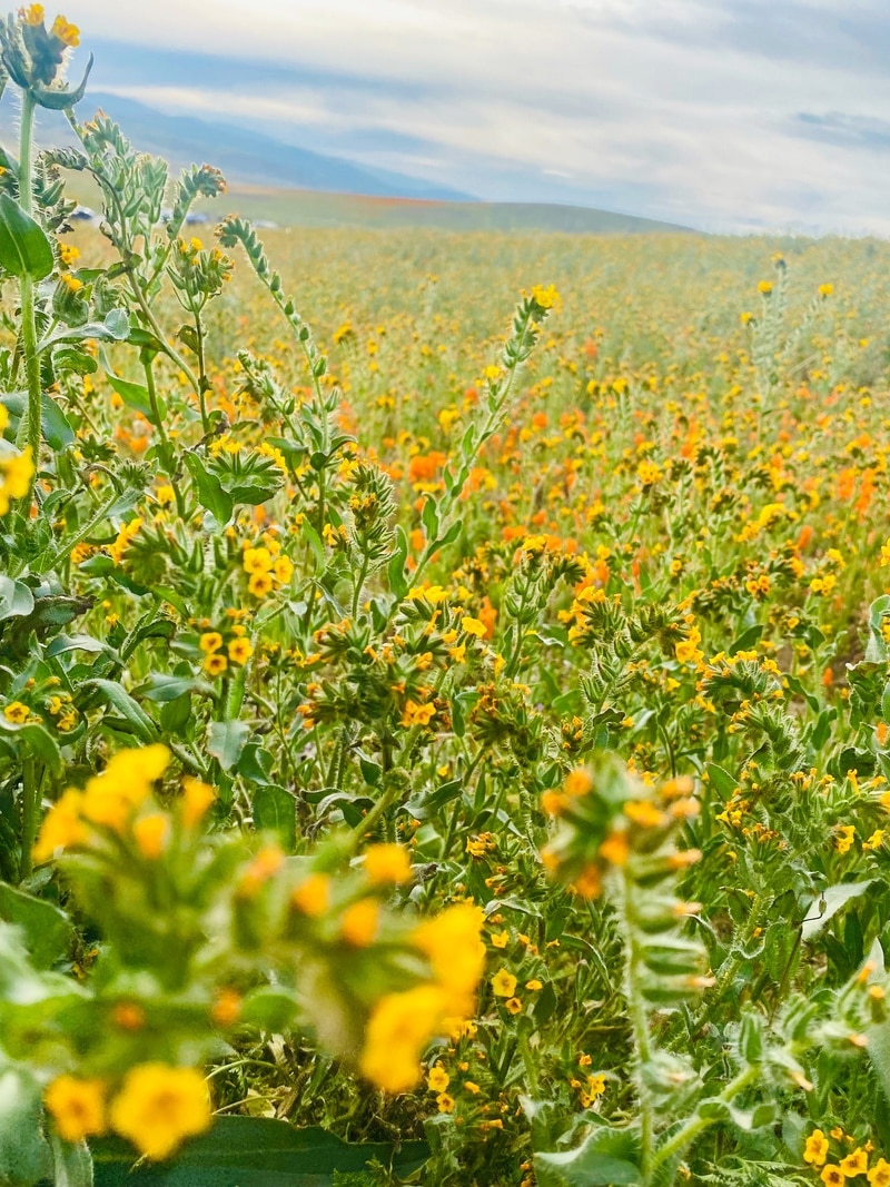 California Poppy Super Blooms