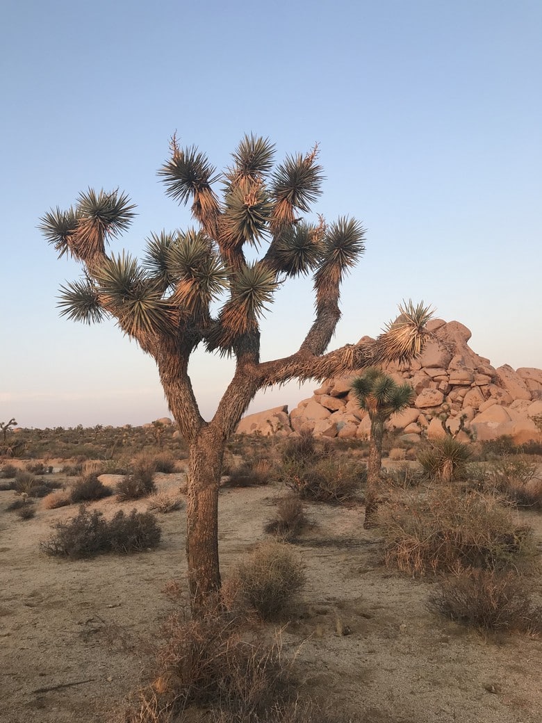 Sunset at Joshua Tree (8)