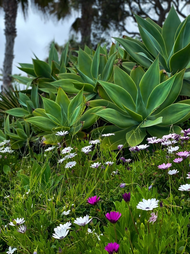 Heisler Park, Laguna Beach