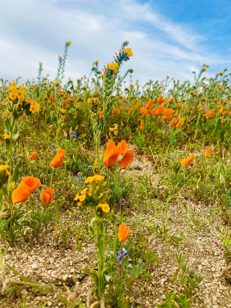 California Poppy Super Blooms